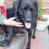 Labrador(mix?) Ivar aus 46499 Hamminkeln