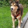 Husky-Mix LEXY sucht Anschluss