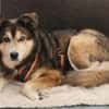 Husky-Mix LEXY sucht Anschluss