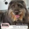 Unkomplizierter RILEY sucht Liebe