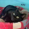 Kitty