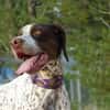 AZOR, un merveilleux Pointer (ok chat)
