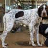 AZOR, un merveilleux Pointer (ok chat)