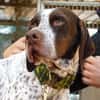 AZOR, un merveilleux Pointer (ok chat)