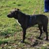 Porthos1 sucht ein Zuhause