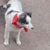 Ray, kleiner Hundemann sucht Zuhause