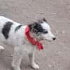 Ray, kleiner Hundemann sucht Zuhause