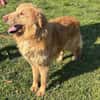Sanftet Golden Retrievermischling