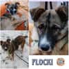 FLOCKI * liebt seine Hundefreunde