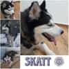 SKATT * freundliche Husky-Mix-Dame