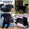 FEBY -sucht ein ruhiges Zuhause-