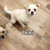 PHINI