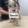 Bandit