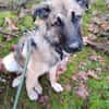Scheues Hundekind Lucy sucht Heimat