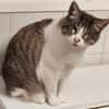 Liebevolle Katzen Falca (blind) u. Kinoa