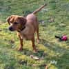 Kleine Ally - Mini Ridgeback