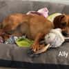 Kleine Ally - Mini Ridgeback