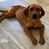 Kleine Ally - Mini Ridgeback