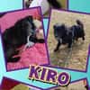 lieber Rüde Kiro auf PS in 90765