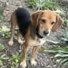 LILLI-hübsche Beagle-Mix-Hündin. 40 cm