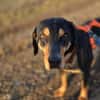 Bracken Mix Flynn sucht ein Zuhause