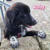 Ruby - freundlich und menschenbezogen