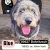 BLUE - Ozeanblaue Augen suchen DICH