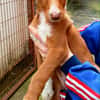 BAMBU, adorable chiot podenco