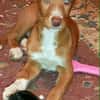 BAMBU, adorable chiot podenco