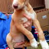 BAMBU, adorable chiot podenco