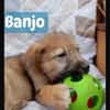 Banjo