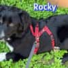 Rocky - freundlich und menschenbezogen