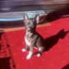 Chihuahua Pinscher Mix Frodo