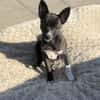 Chihuahua Pinscher Mix Frodo