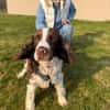 Rina 💖Springer Spaniel Hündin auf PS
