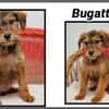 BUGATTI (Réservé)