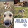 JULINA -Rundum tolles Hundekind-