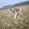 JULINA -Rundum tolles Hundekind-