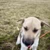 JULINA -Rundum tolles Hundekind-
