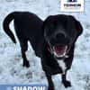 Shadow Zuhause gesucht