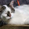 JASMINE A17378