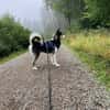 EYOLF -lieber, offener Huskymix-
