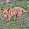 Brauner Labrador Kuno sucht dich!