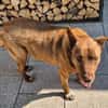 Brauner Labrador Kuno sucht dich!