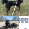 PUMPKIN -dufter Hundekumpel-