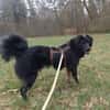 PUMPKIN -dufter Hundekumpel-