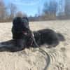 PUMPKIN -dufter Hundekumpel-