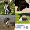 CARLOTTA -Sucht hundeerfahrenes Zuhause-