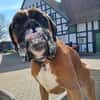 Charly - taffe Boxerleute gesucht