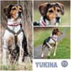 YUKINA -fröhlicher Familienhund-